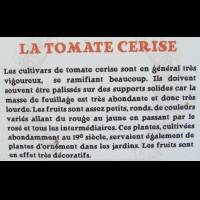 Solanacees - Tomate cerise